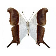 The waiter daggerwing